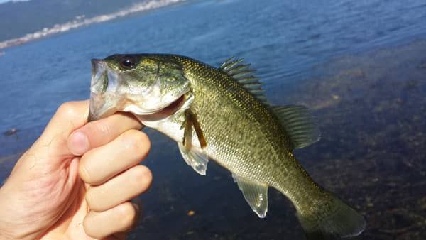 琵琶湖 おかっぱり 釣果