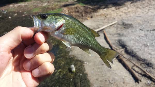 琵琶湖 おかっぱり 釣果