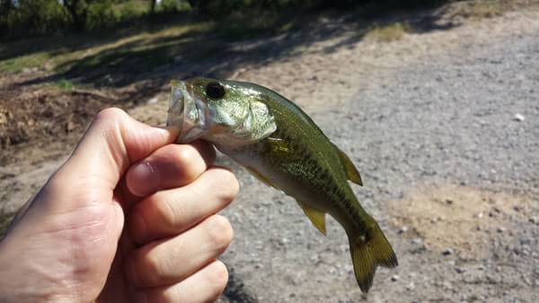 琵琶湖 おかっぱり 釣果