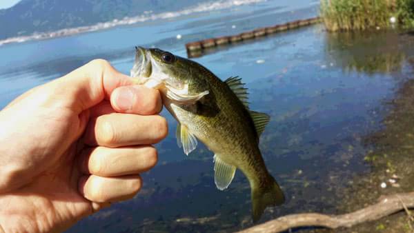 琵琶湖 おかっぱり 釣果