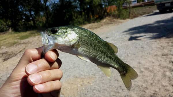 琵琶湖 おかっぱり 釣果