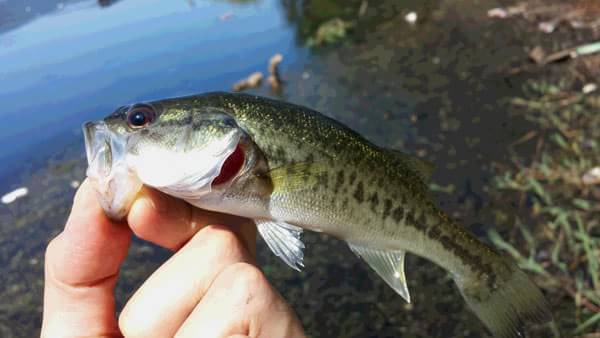 琵琶湖 おかっぱり 釣果