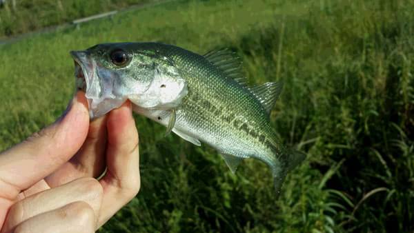 琵琶湖 おかっぱり 釣果