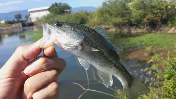 琵琶湖 おかっぱり 釣果