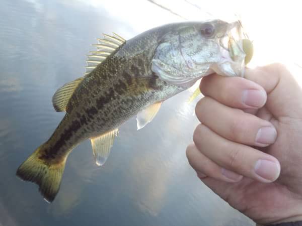 琵琶湖 おかっぱり 釣果