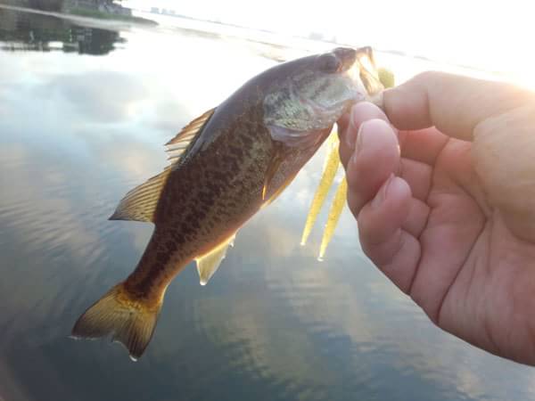 琵琶湖 おかっぱり 釣果