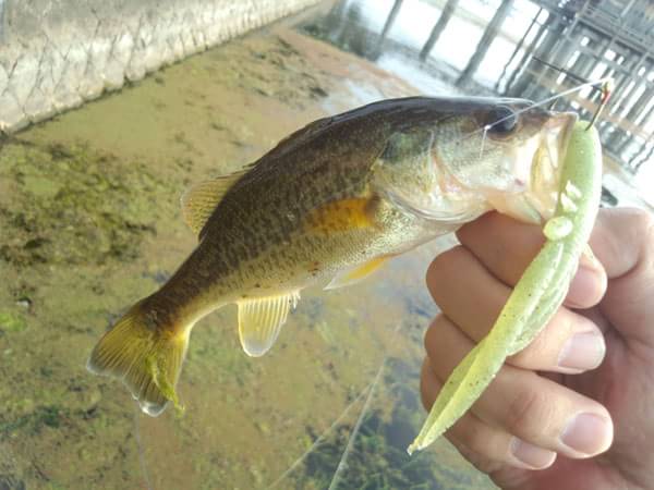 琵琶湖 おかっぱり 釣果