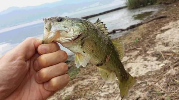 琵琶湖 おかっぱり 釣果