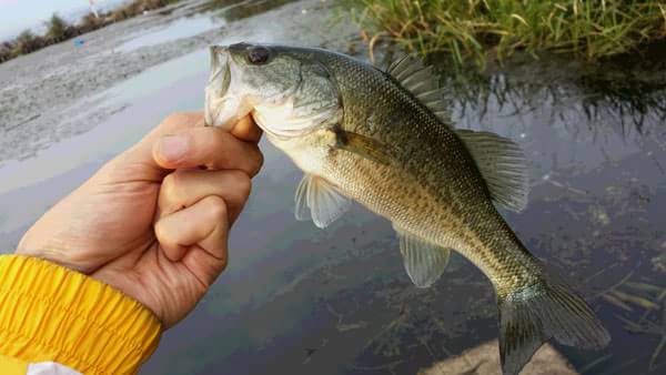 琵琶湖 おかっぱり 釣果