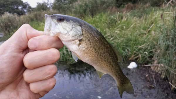 琵琶湖 おかっぱり 釣果