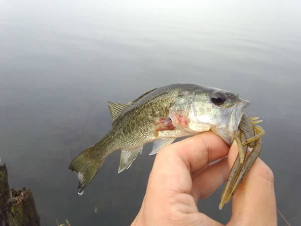 琵琶湖 おかっぱり 釣果