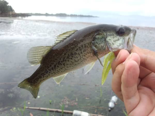 琵琶湖 おかっぱり 釣果