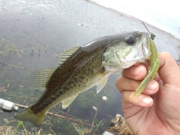 琵琶湖 おかっぱり 釣果