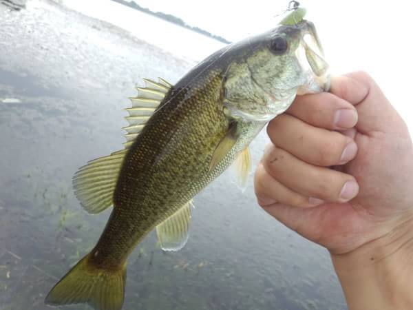 琵琶湖 おかっぱり 釣果