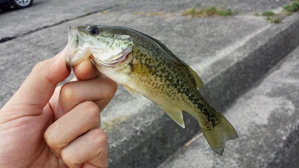 琵琶湖 おかっぱり 釣果