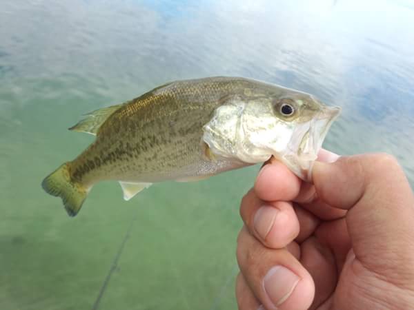 琵琶湖 おかっぱり 釣果