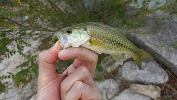 琵琶湖 おかっぱり 釣果