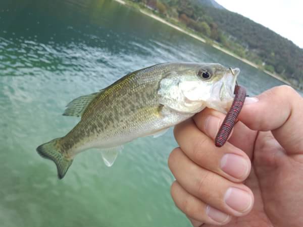 琵琶湖 おかっぱり 釣果