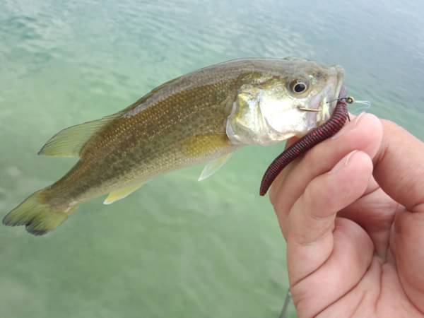 琵琶湖 おかっぱり 釣果