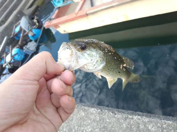 琵琶湖 おかっぱり 釣果