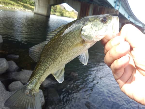 琵琶湖 おかっぱり 釣果