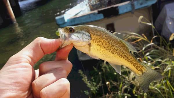 琵琶湖 おかっぱり 釣果