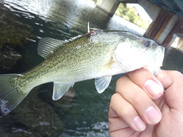 琵琶湖 おかっぱり 釣果