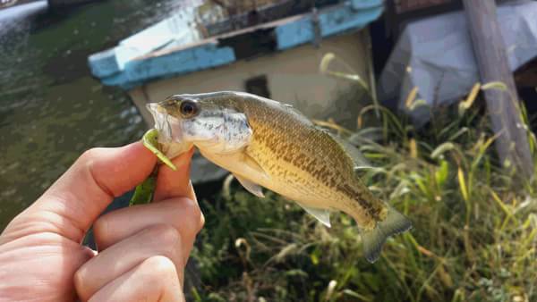 琵琶湖 おかっぱり 釣果