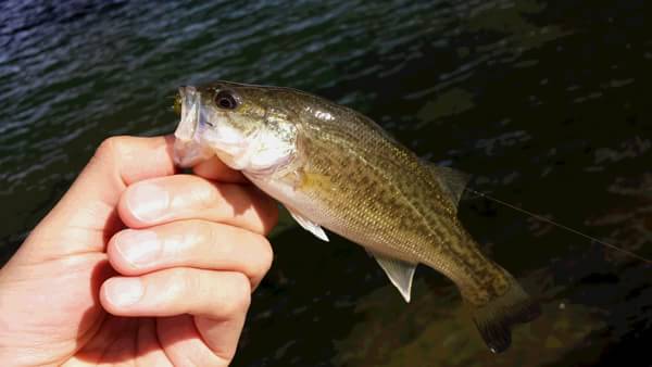 琵琶湖 おかっぱり 釣果