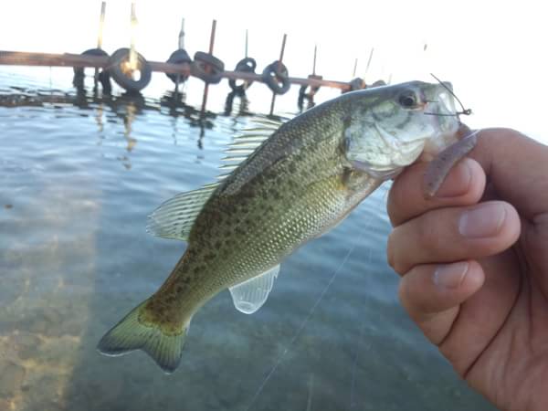 琵琶湖 おかっぱり 釣果