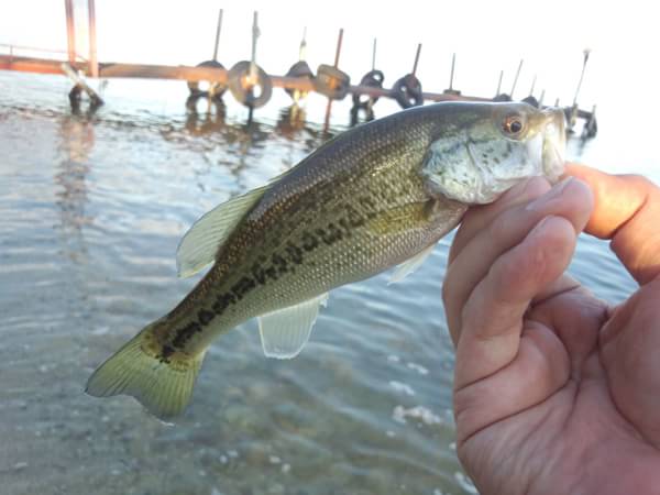 琵琶湖 おかっぱり 釣果