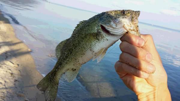 琵琶湖 おかっぱり 釣果