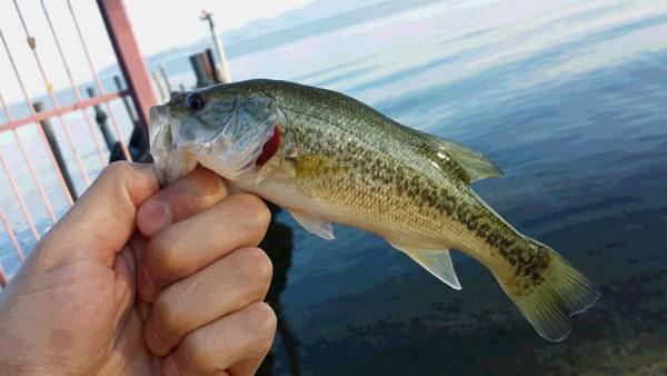 琵琶湖 おかっぱり 釣果