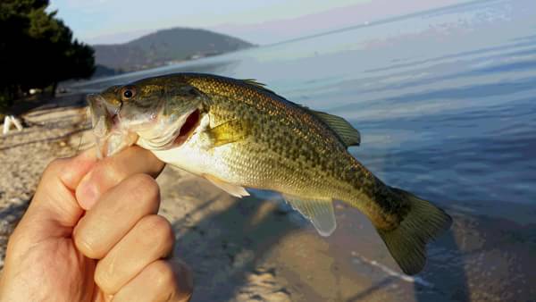 琵琶湖 おかっぱり 釣果