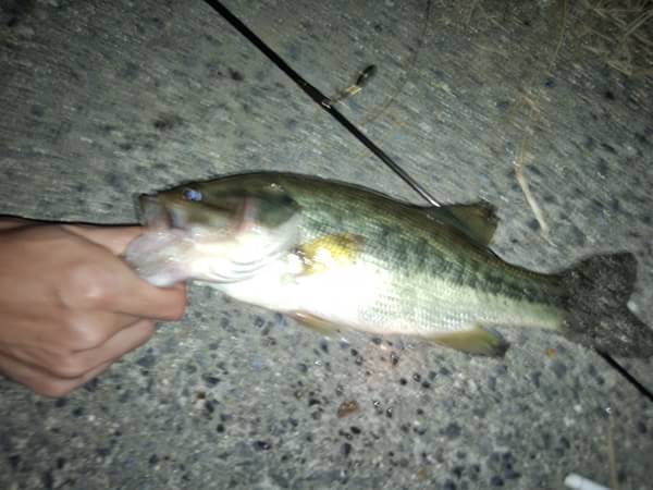 琵琶湖 おかっぱり 釣果