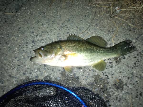 琵琶湖 おかっぱり 釣果