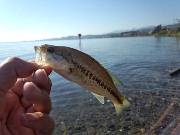 琵琶湖 おかっぱり 釣果