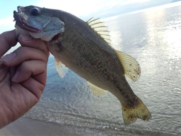 琵琶湖 おかっぱり 釣果