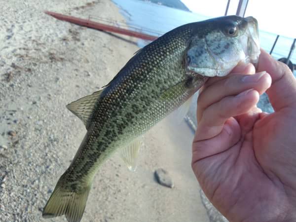 琵琶湖 おかっぱり 釣果