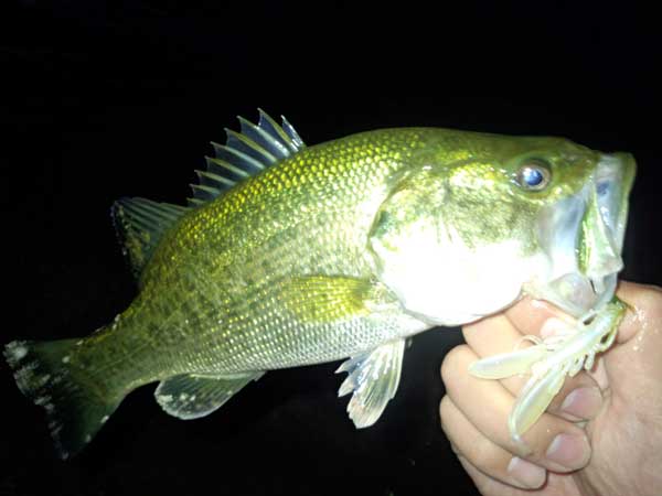 琵琶湖 おかっぱり 釣果