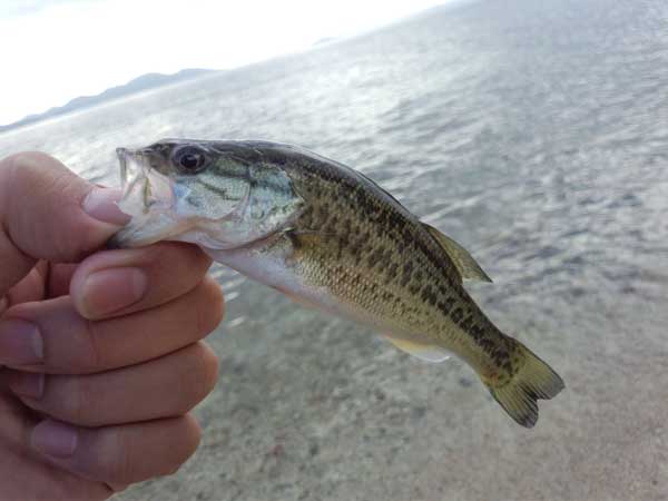 琵琶湖 おかっぱり 釣果