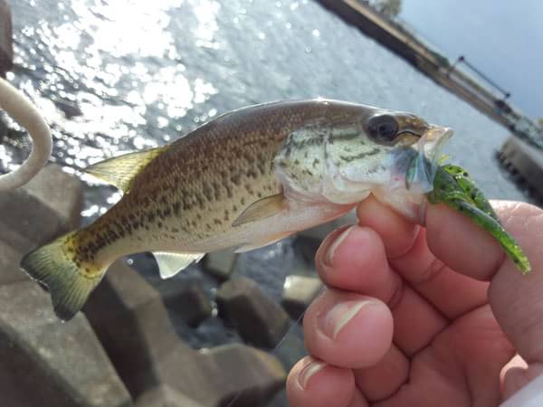 琵琶湖 おかっぱり 釣果