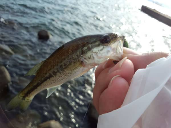 琵琶湖 おかっぱり 釣果