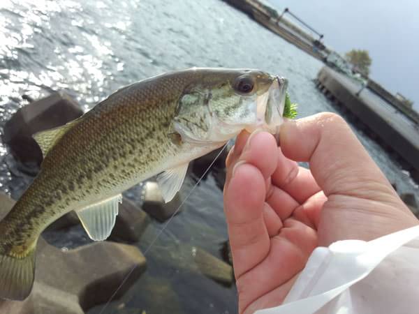 琵琶湖 おかっぱり 釣果