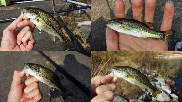 琵琶湖 おかっぱり 釣果