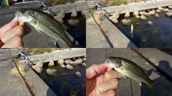 琵琶湖 おかっぱり 釣果