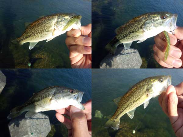 琵琶湖 おかっぱり 釣果