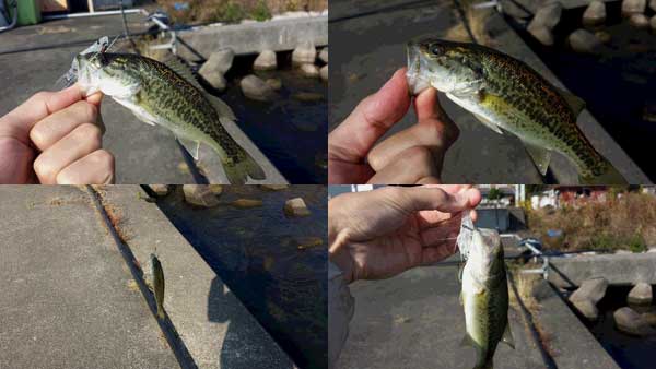 琵琶湖 おかっぱり 釣果