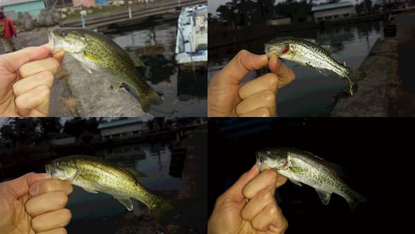 琵琶湖 おかっぱり 釣果