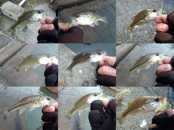 琵琶湖 おかっぱり 釣果